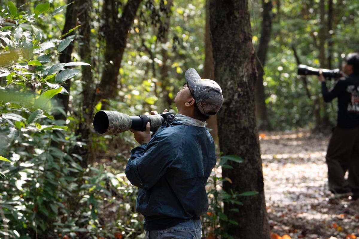 A child looking up into trees with binoculars